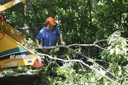 tree services Martin's Additions